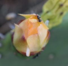 Opuntia × cristalensis