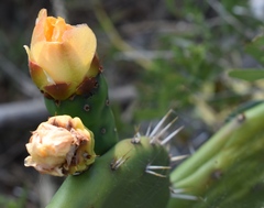 Opuntia × cristalensis