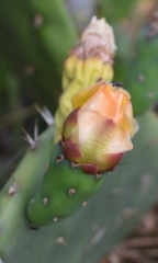 Opuntia × cristalensis