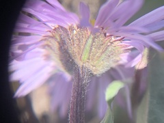 Erigeron ursinus