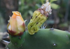 Opuntia × cristalensis