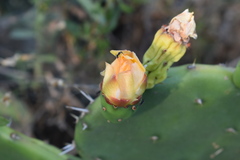 Opuntia × cristalensis