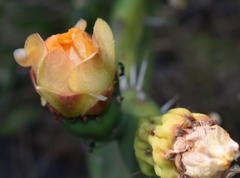 Opuntia × cristalensis