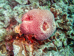 Ircinia felix