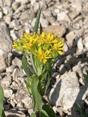 Oreochrysum parryi