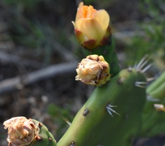 Opuntia × cristalensis