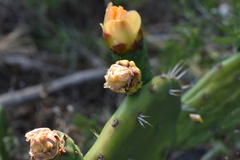 Opuntia × cristalensis
