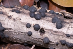 Annulohypoxylon