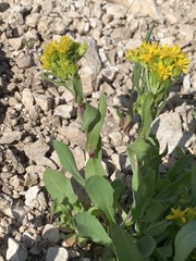 Oreochrysum parryi