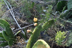 Opuntia × cristalensis
