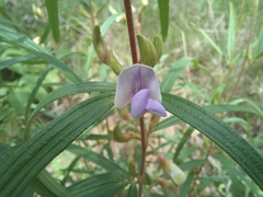 Dolichos trinervatus