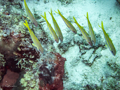 Mulloidichthys martinicus