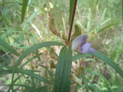 Dolichos trinervatus