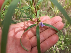 Dolichos trinervatus