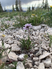Erigeron ursinus