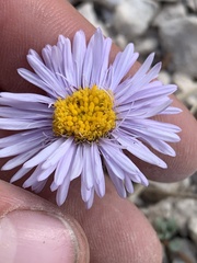 Erigeron ursinus