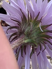 Erigeron ursinus