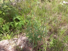 Dolichos trinervatus