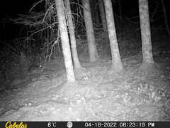 Lepus americanus
