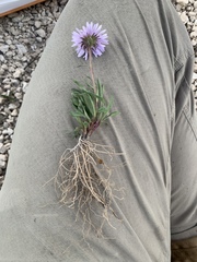 Erigeron ursinus