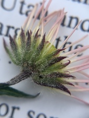 Erigeron ursinus