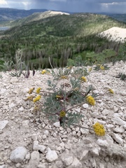 Cymopterus lemmonii