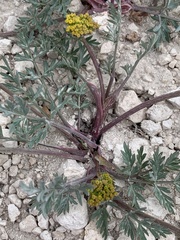 Cymopterus lemmonii