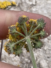 Cymopterus lemmonii