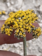 Cymopterus lemmonii