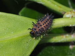 Chilocorus renipustulatus