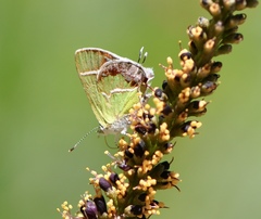 Chlorostrymon simaethis