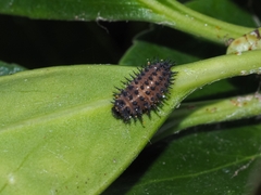 Chilocorus renipustulatus