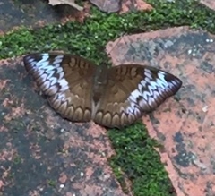 Euthalia monina monina