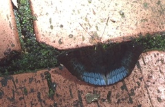 Euthalia monina monina