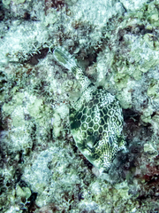 Acanthostracion polygonium