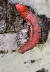 Notodonta dromedarius