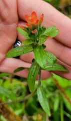 Castilleja arvensis arvensis