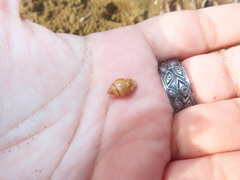 Neogastropoda