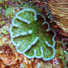 Mycetophyllia