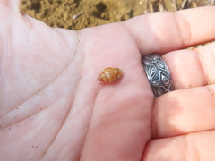 Neogastropoda