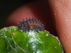 Chilocorus renipustulatus