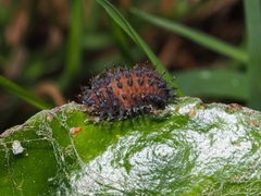 Chilocorus renipustulatus