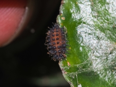 Chilocorus renipustulatus