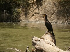 Phalacrocorax carbo sinensis