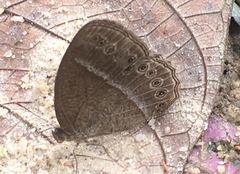 Mycalesis janardana