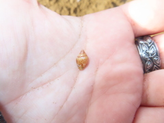 Neogastropoda