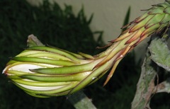 Selenicereus undatus
