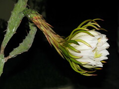 Selenicereus undatus