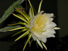 Selenicereus undatus