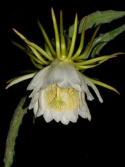 Selenicereus undatus